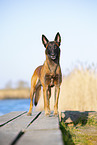 Malinois