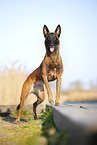 Malinois