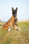 Malinois