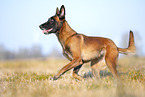 Malinois