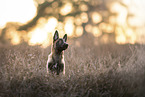 Malinois
