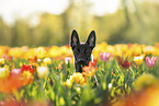 Malinois
