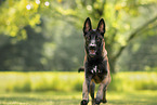 Malinois