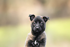 Malinois