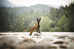Malinois puppy