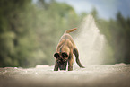Malinois puppy