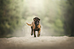 Malinois puppy