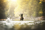 Malinois puppy