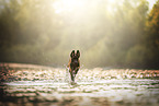 Malinois puppy
