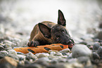 Malinois puppy