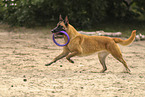 Malinois