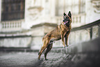 Malinois