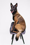 Malinois