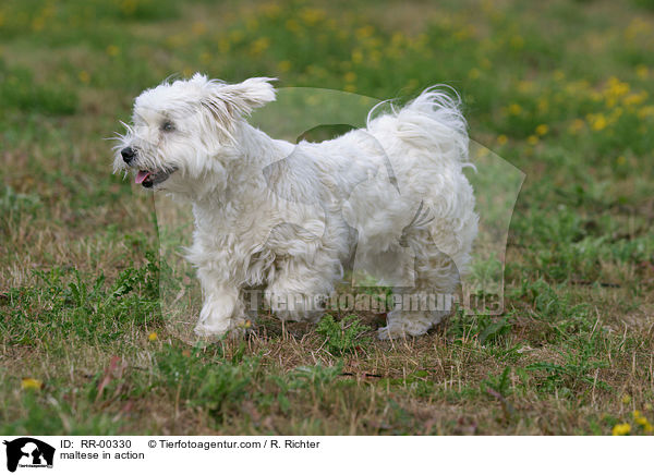 Malteser in Bewegung / maltese in action / RR-00330
