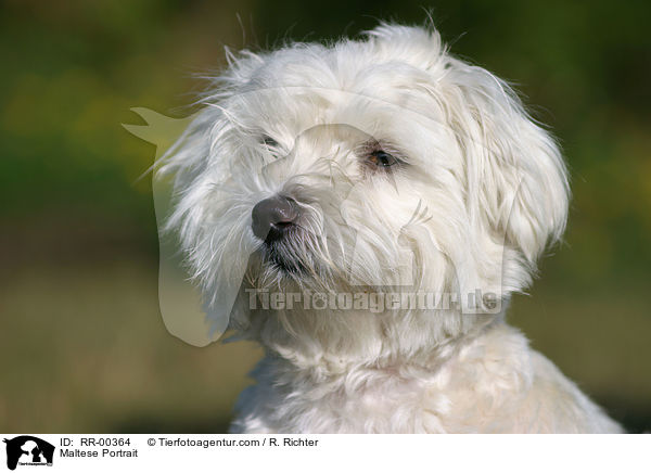 Maltese Portrait / RR-00364