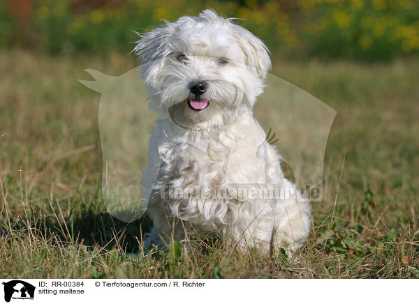sitzender Malteser / sitting maltese / RR-00384