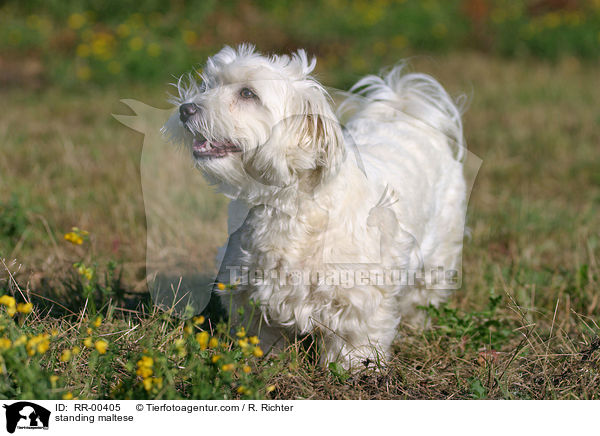 stehender Malteser / standing maltese / RR-00405