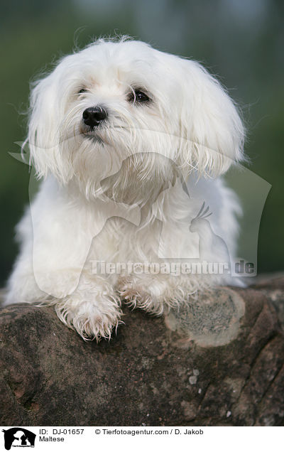 Malteser / Maltese / DJ-01657