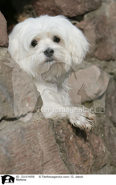 Malteser / Maltese / DJ-01659
