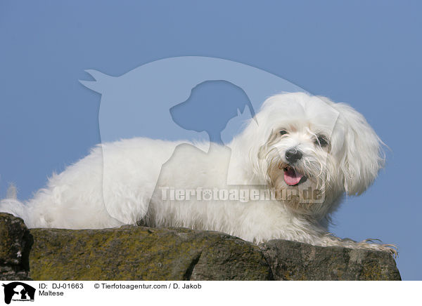 Malteser / Maltese / DJ-01663