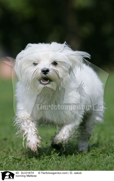 rennender Malteser / running Maltese / DJ-01674