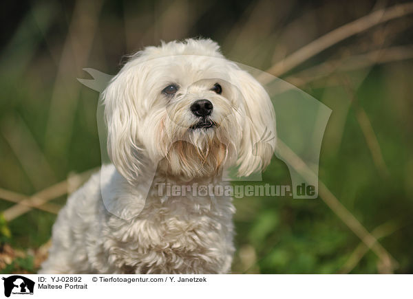 Maltese Portrait / YJ-02892