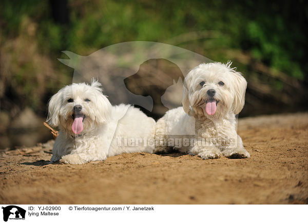 liegende Malteser / lying Maltese / YJ-02900