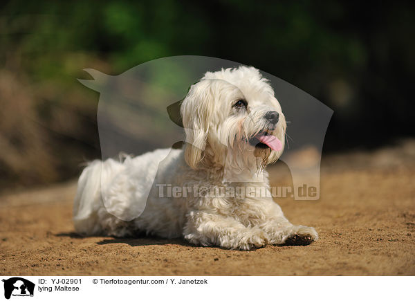 liegender Malteser / lying Maltese / YJ-02901