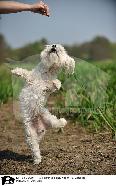 Malteser macht Mnnchen / Maltese shows trick / YJ-02904