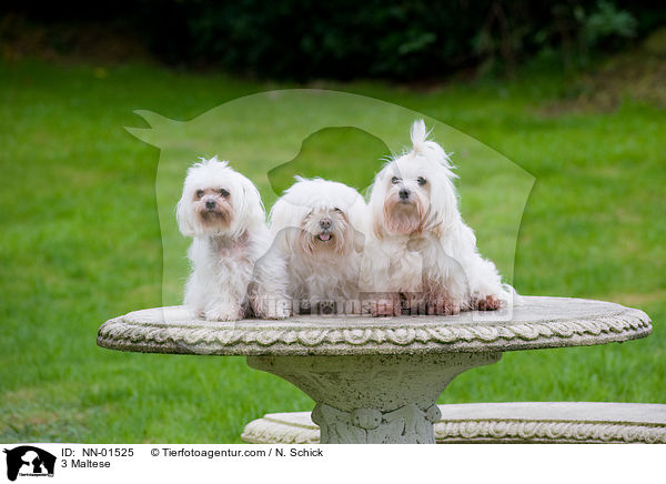 3 Malteser / 3 Maltese / NN-01525