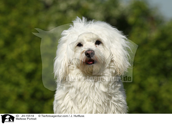 Maltese Portrait / JH-15518