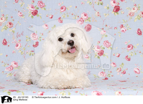liegender Malteser / lying Maltese / JH-16193