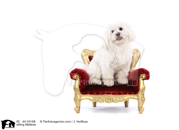 sitting Maltese / JH-16198