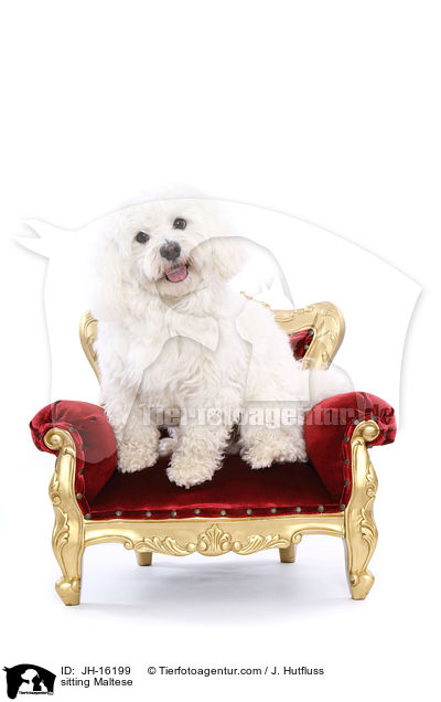 sitzender Malteser / sitting Maltese / JH-16199
