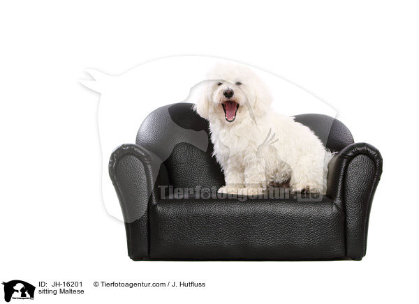 sitzender Malteser / sitting Maltese / JH-16201