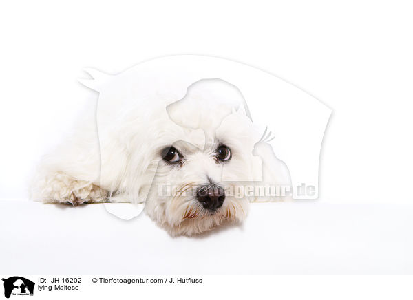 lying Maltese / JH-16202
