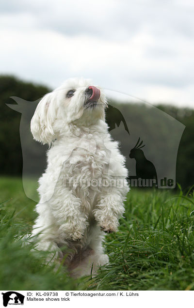 Malteser macht Mnnchen / Maltese shows trick / KL-09738