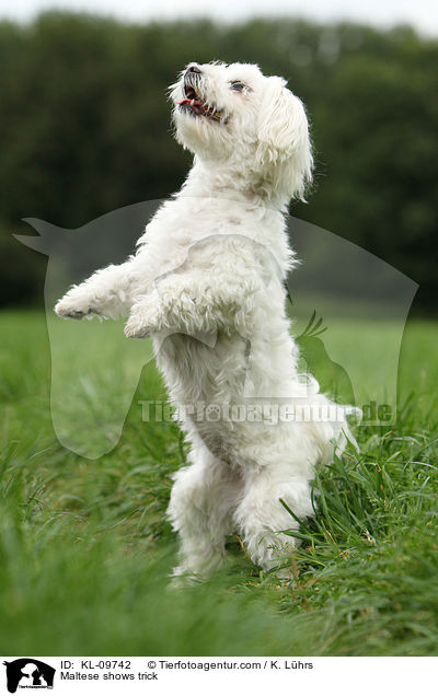 Malteser macht Mnnchen / Maltese shows trick / KL-09742