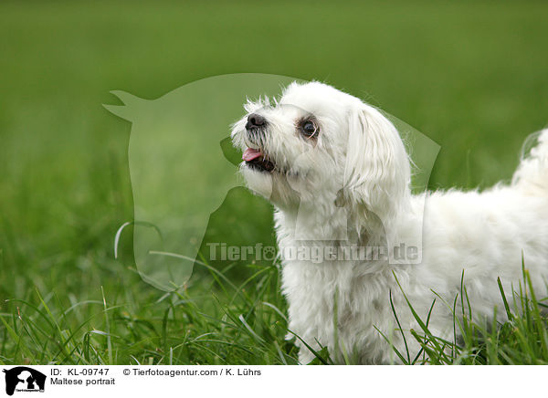 Malteser Portrait / Maltese portrait / KL-09747