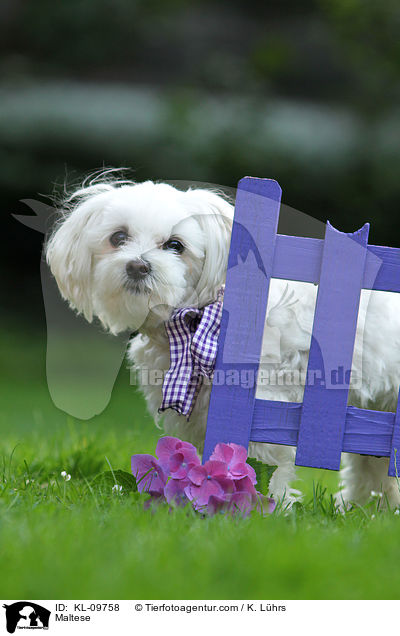 Malteser / Maltese / KL-09758