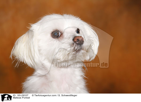 Malteser Portrait / Maltese Portrait / SS-29337