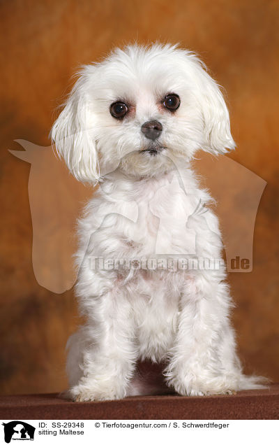 sitzender Malteser / sitting Maltese / SS-29348