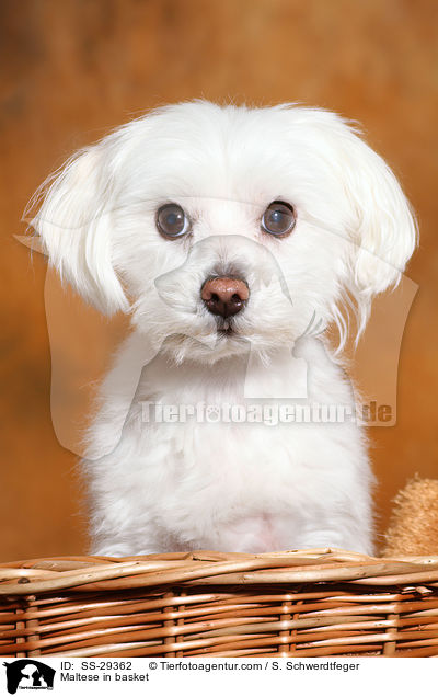 Malteser im Krbchen / Maltese in basket / SS-29362