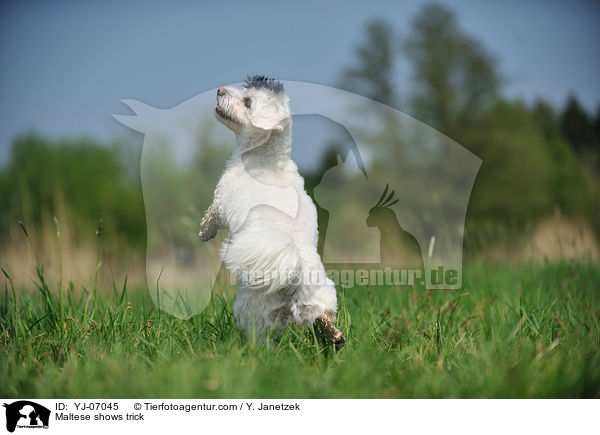 Malteser macht Mnnchen / Maltese shows trick / YJ-07045