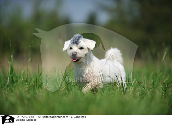 laufender Malteser / walking Maltese / YJ-07048