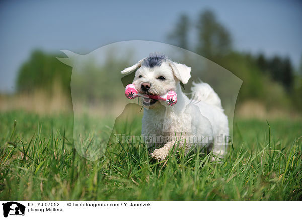 spielender Malteser / playing Maltese / YJ-07052