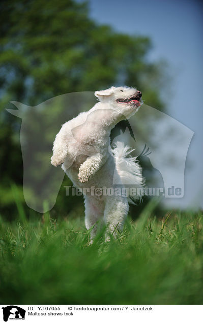 Malteser macht Mnnchen / Maltese shows trick / YJ-07055