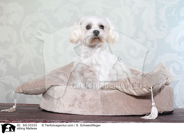 sitzender Malteser / sitting Maltese / SS-33333