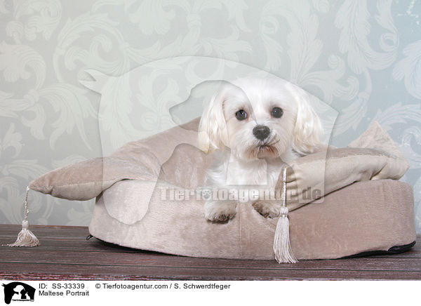 Malteser Portrait / Maltese Portrait / SS-33339