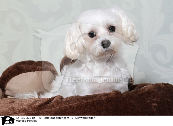 Malteser Portrait / Maltese Portrait / SS-33340